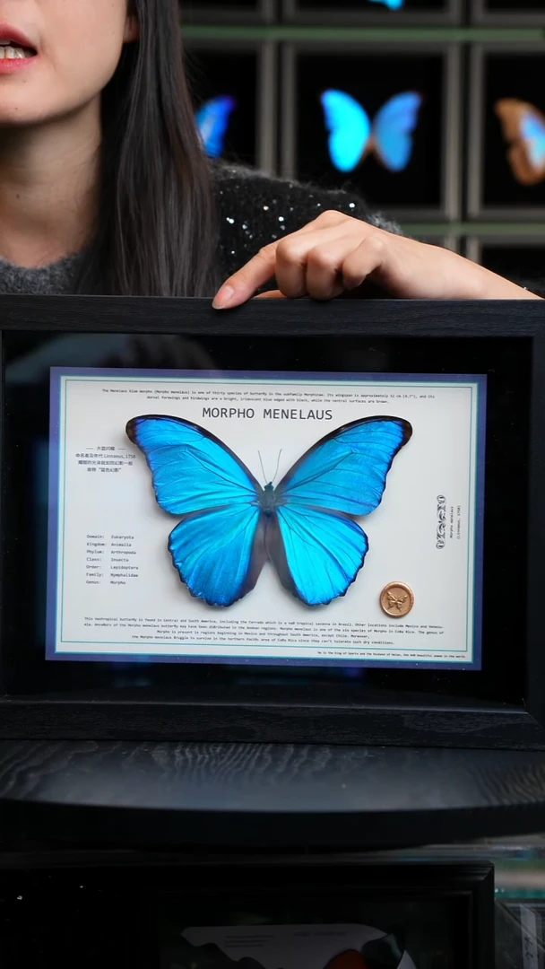 大蓝闪蝶新版本A4横版（带证书）