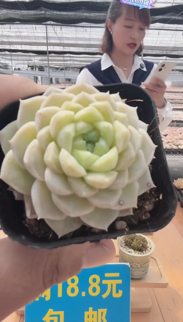 东云多肉园二店-15