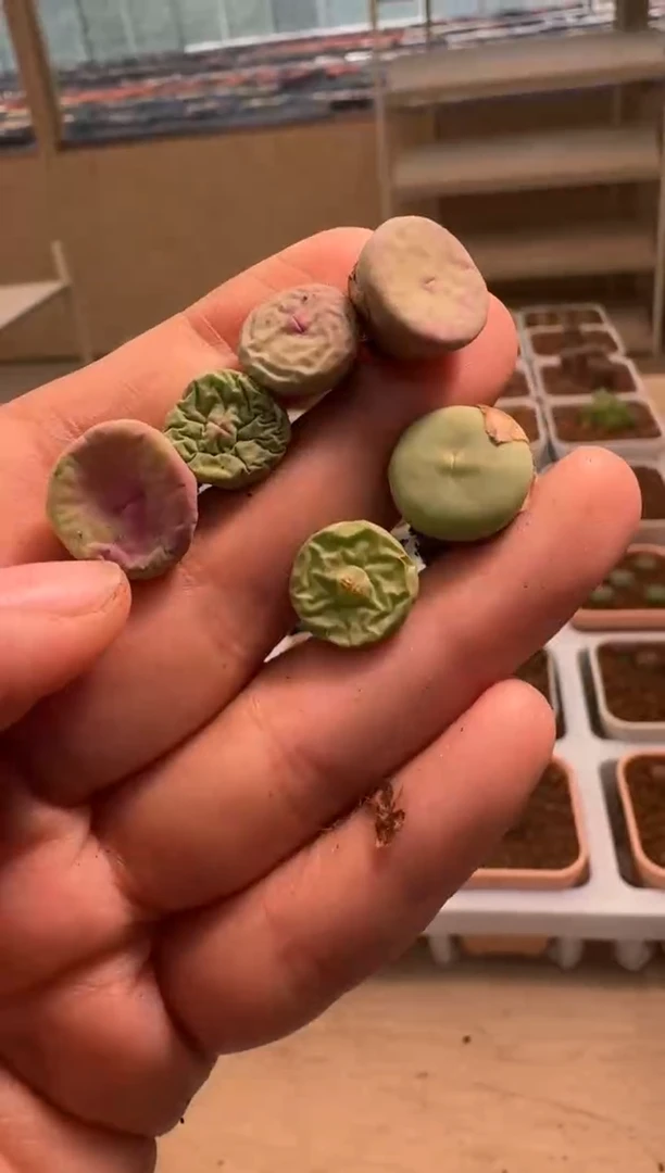 美丽的肉石头- 37一颗