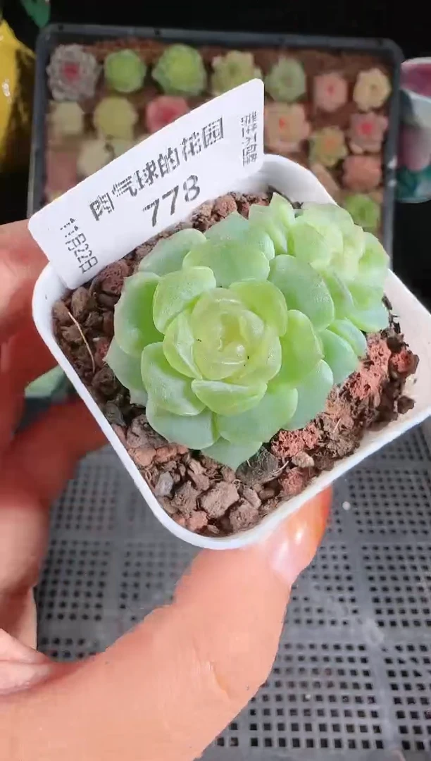 1122-778无尽灯切糕群生不包整