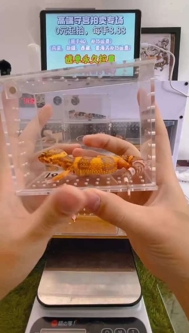 豹纹守宫可爱豹纹肥尾瘤尾捷角守宫