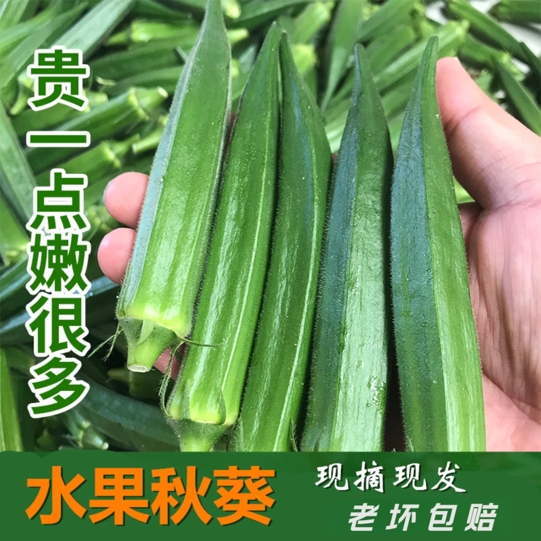 福建新鲜秋葵水果鲜嫩黄秋葵应季蔬菜脆嫩2-4斤现摘包邮