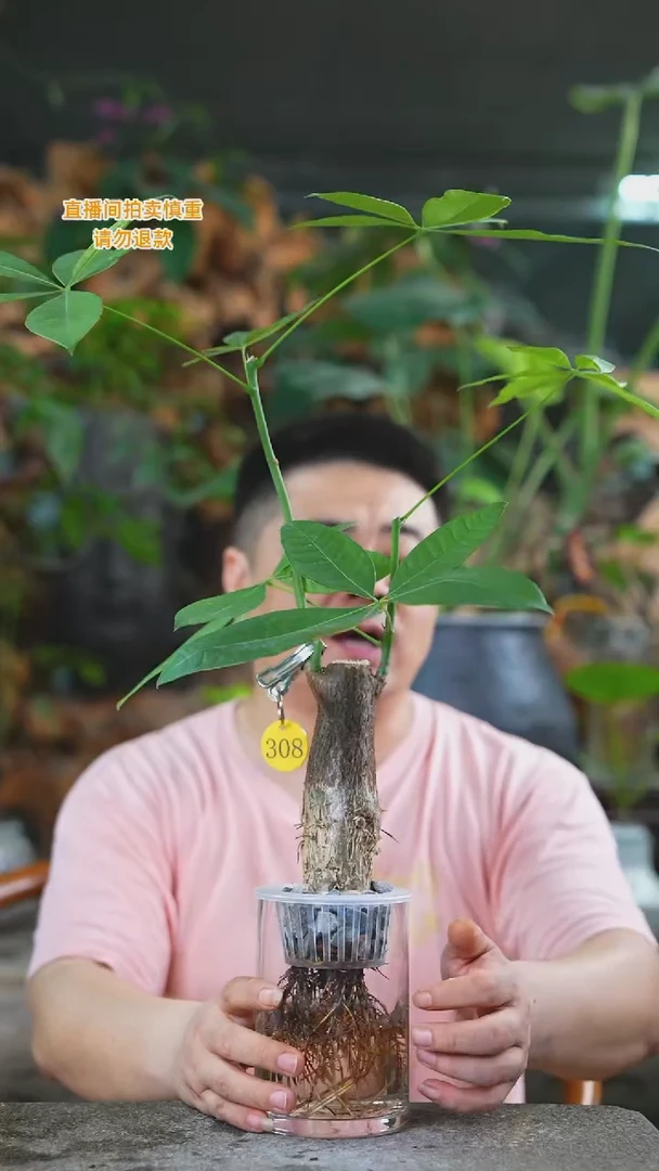 当前无花栽培后可以开花308发财树+