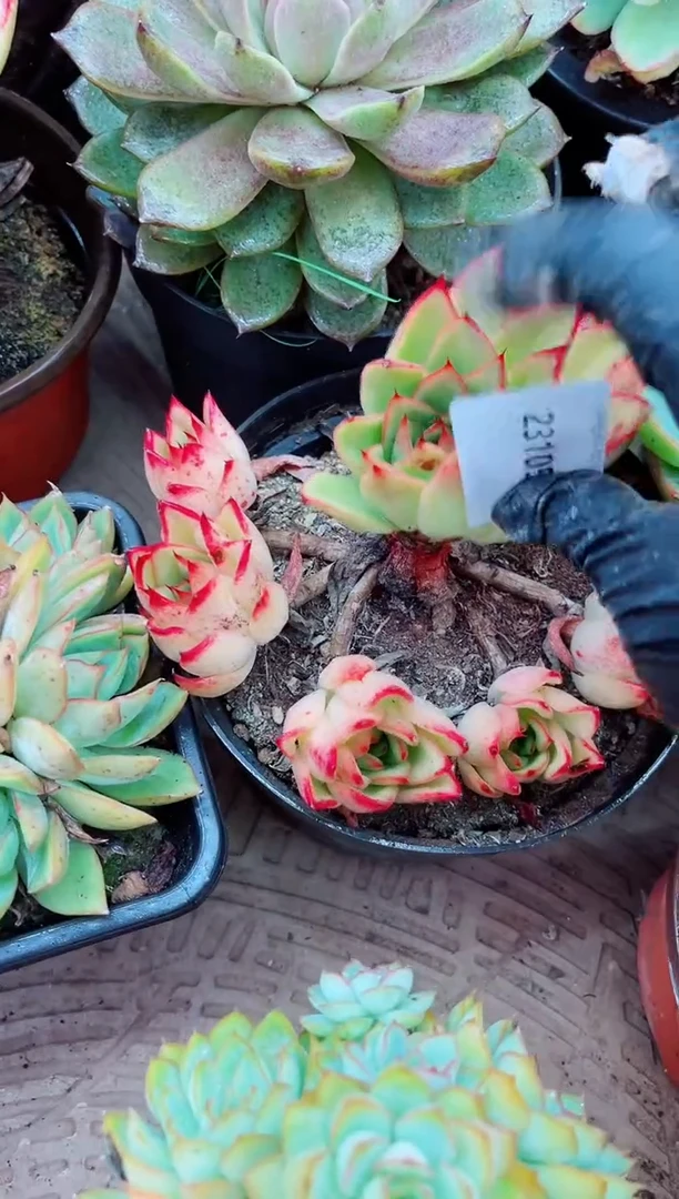 汐**m多肉植物一物一拍23105