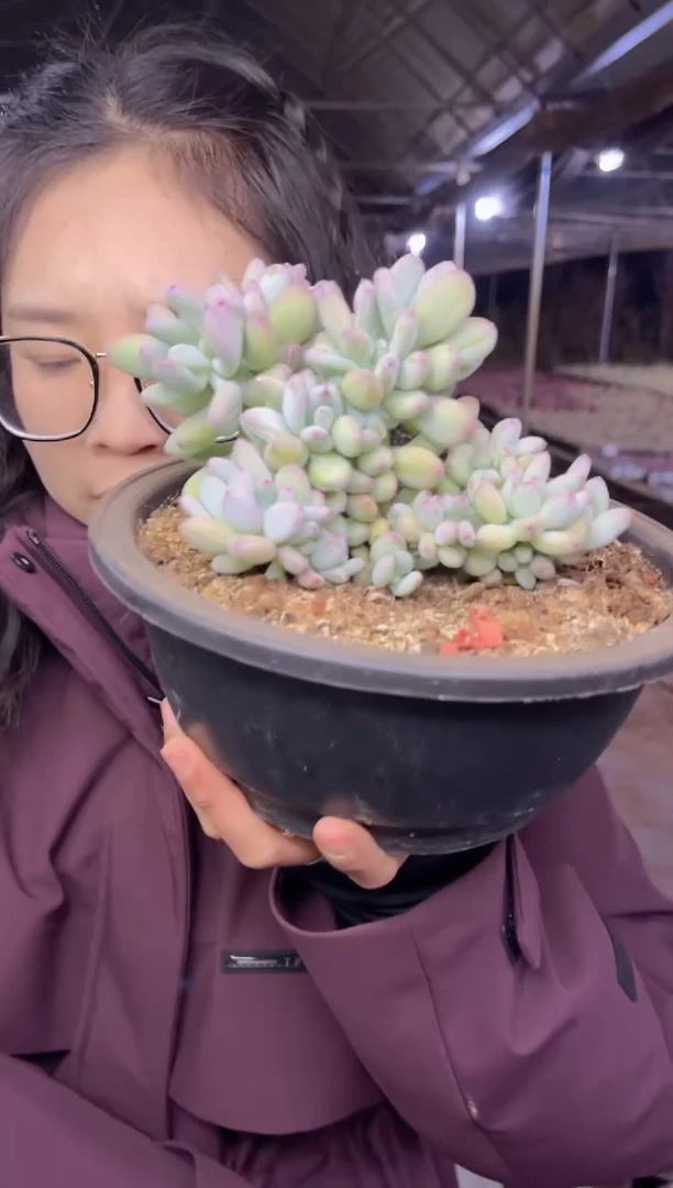 【闪购商品】81-三日月缀16.8