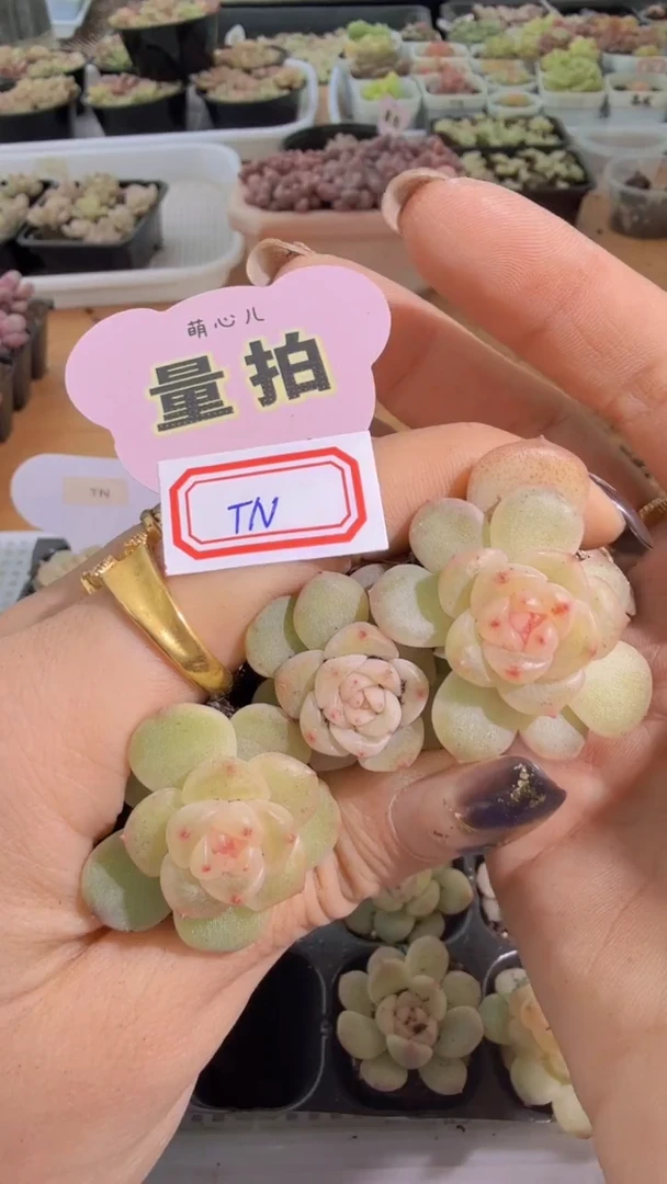 TN单双混 3颗量拍混发 满9.9包邮