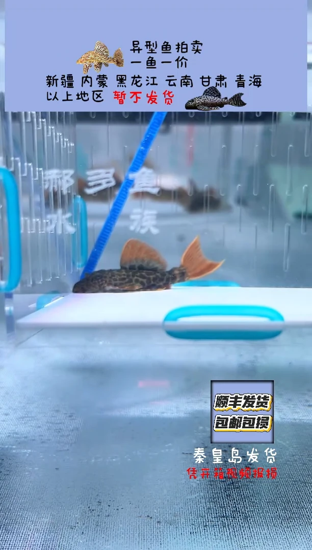 清道夫5.5不包入缸损56