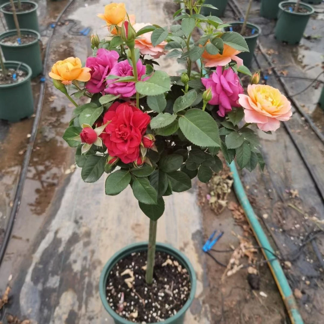 棒棒糖月季嫁接树状树桩月季浓香大花多季节开花别墅带叶子发货