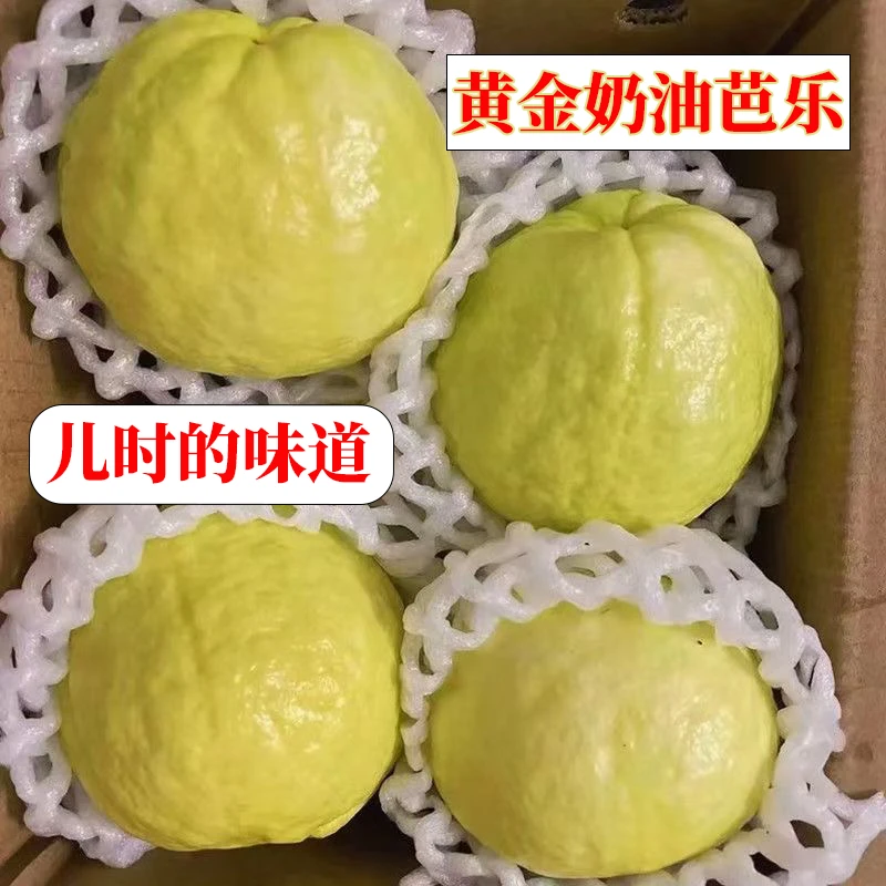 广西【黄金奶油芭乐】软糯冰淇淋芭乐番石榴整箱包邮新鲜水果香甜