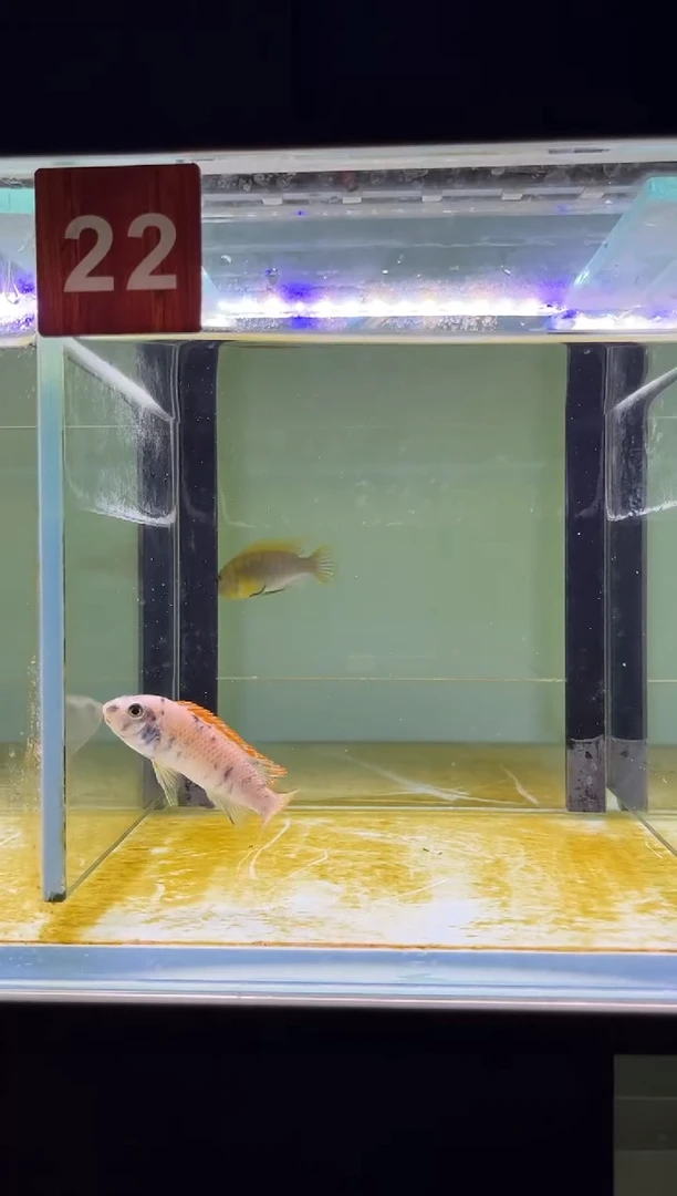 海水三湖慈鲷人工