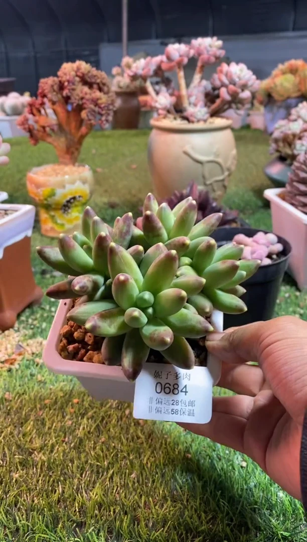 【闪购商品】0684a