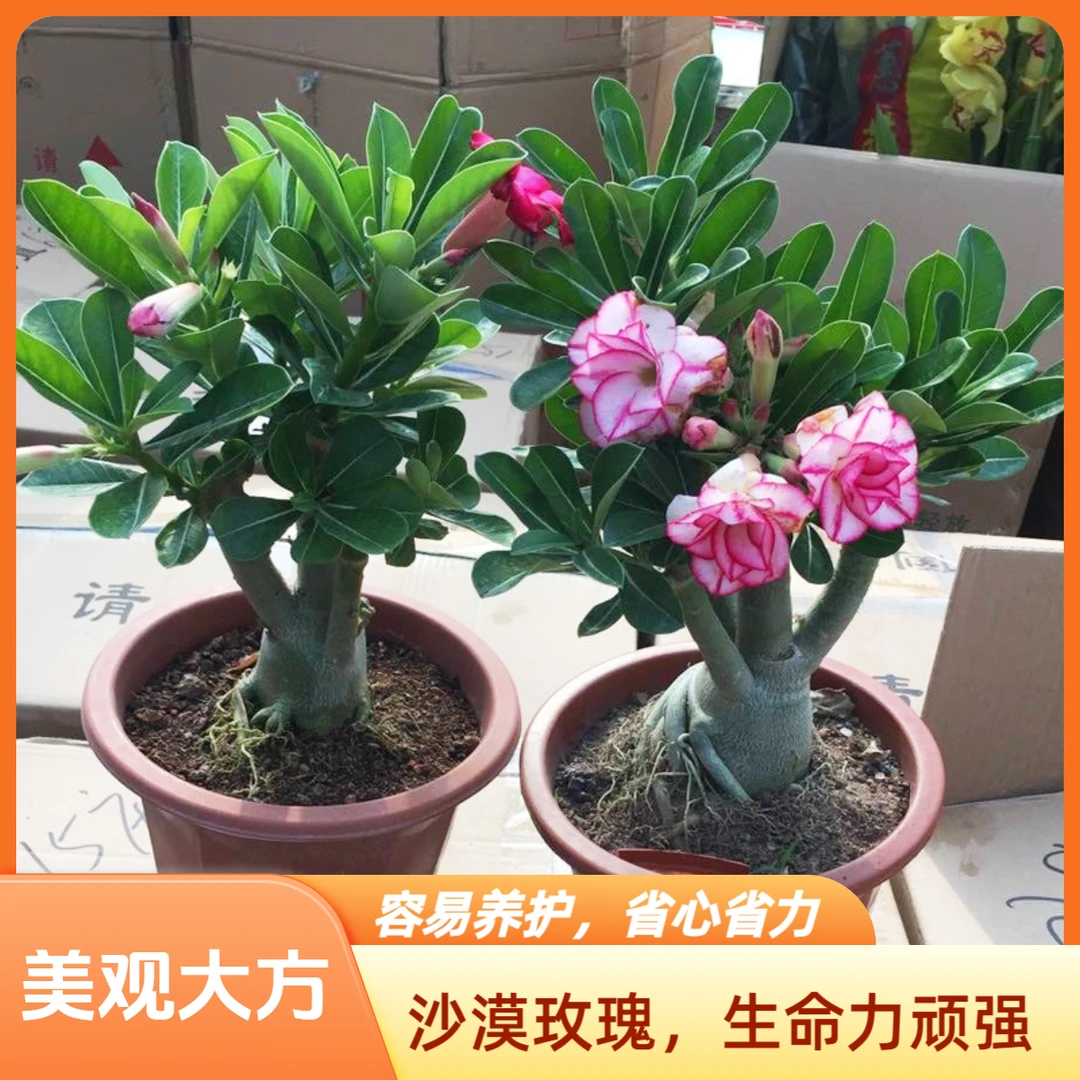 【疆藏包邮】沙漠玫瑰花苗绿植花卉好养植物当年开花室内阳台盆景