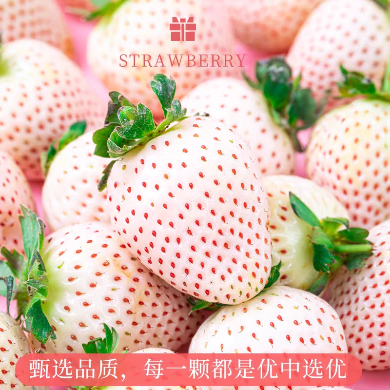 丹东空运淡雪草莓/白雪公主草莓280克/盒