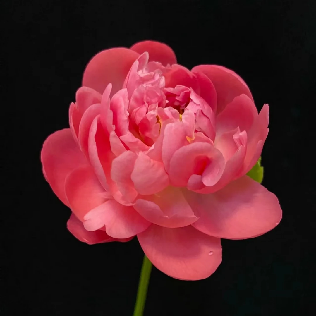 进口品种鲜切花芍药夏威夷珊瑚粉产地直发