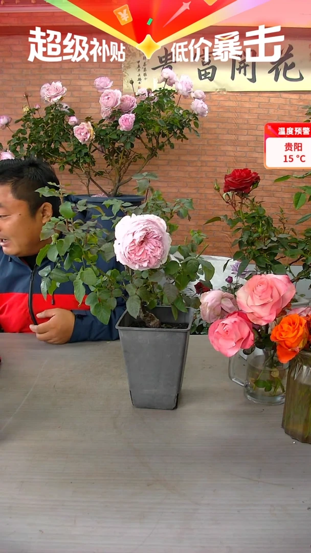 当前无花朵，栽培后可花朵梦幻曲