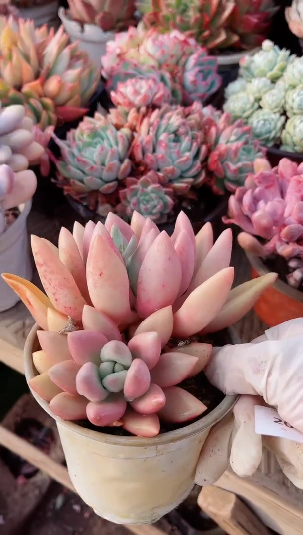 【闪购商品】20128