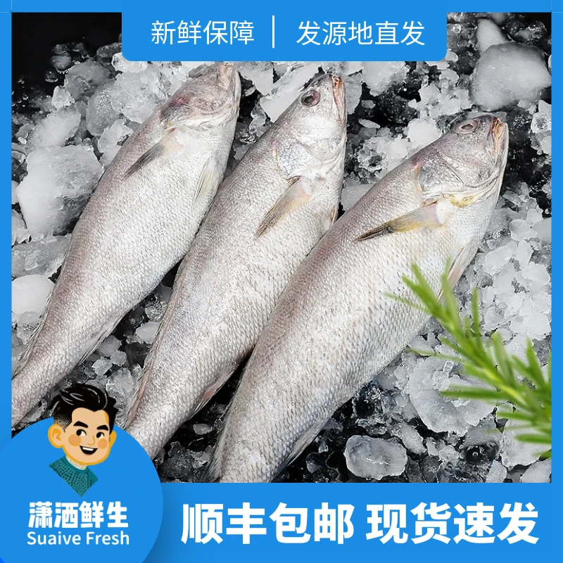 【深海直发】小船米鱼