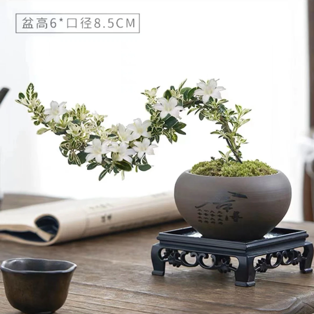 【禅意】悬崖金边六月雪带陶瓷盆小盆景植物办公室内绿植盆栽盆景