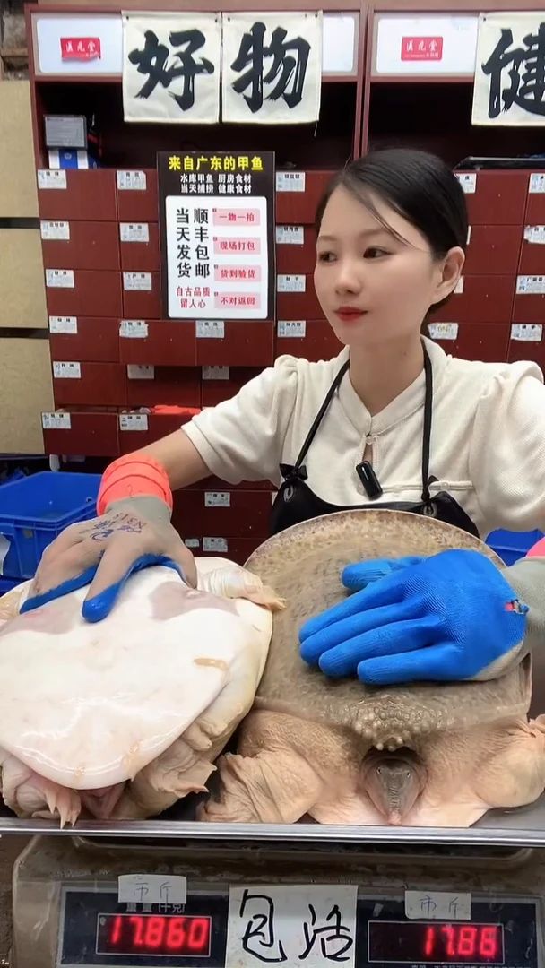 中国大陆2只14斤