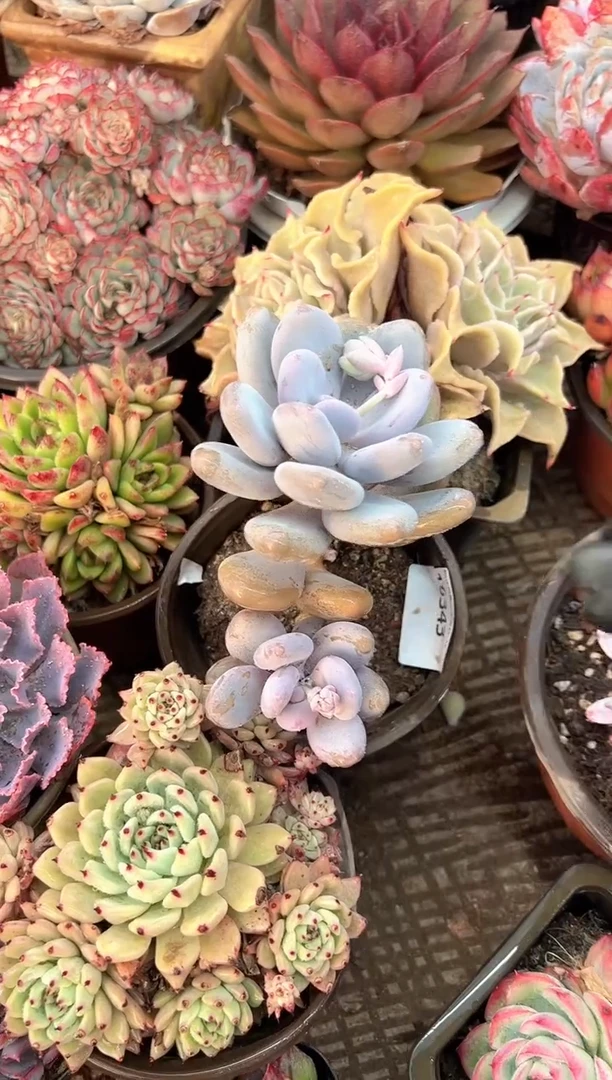 无*多肉植物一物一拍16343