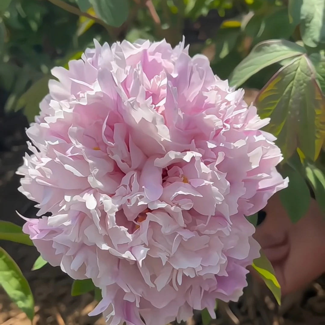 国峰牡丹【九天揽月】先发肥料 秋季发苗