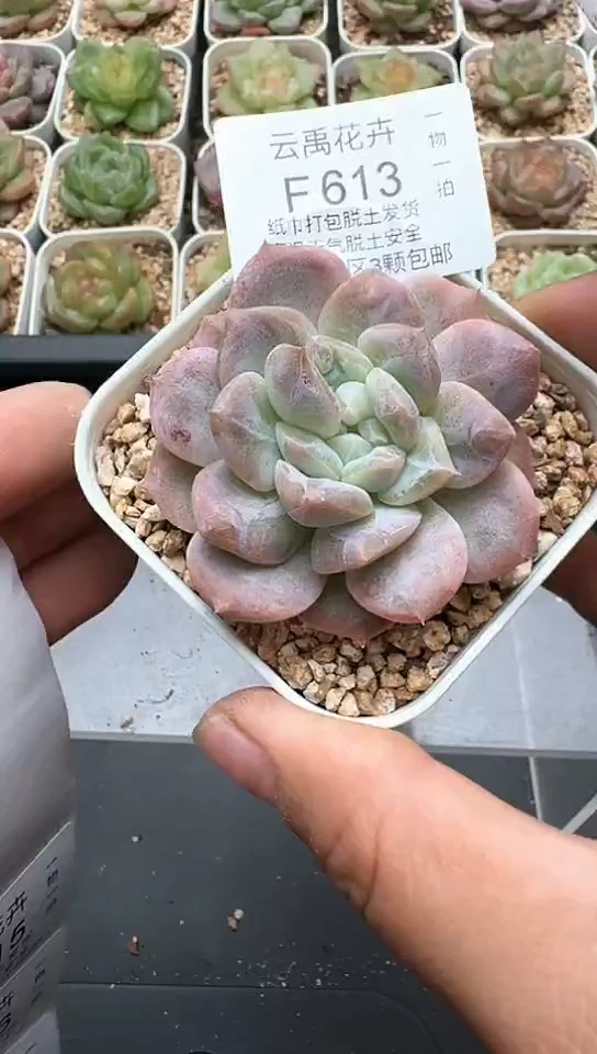 613F云禹多肉植物 默认脱土纸巾打包 3颗包邮
