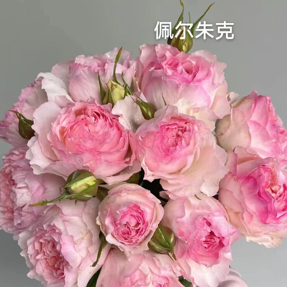 佩尔朱克中苗   四季灌木月季