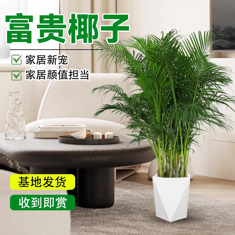 富贵椰子1.1-1.2米带白色菱型盆室内客厅摆放高档绿植