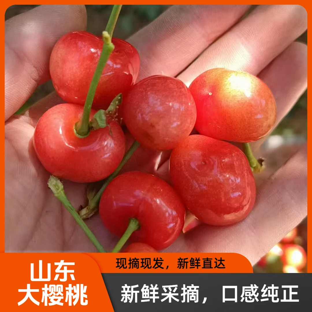 山东沂蒙山露天红灯大樱桃顺丰包邮J-4J3斤5斤装