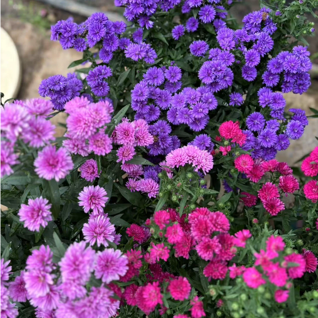 150盆 翠菊 紫菀多季节开花 耐热花货量大 新手易养护盆栽