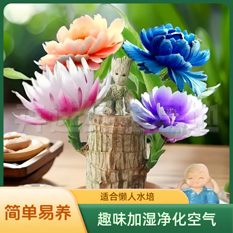 【带芽发货】基地巴西木开花水养办公室常青懒人水培绿植好室内桌摆