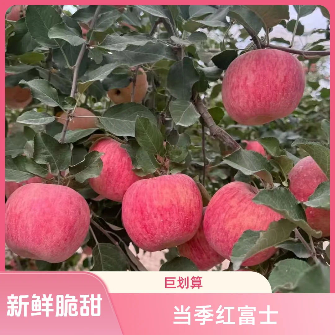 【新疆直发】阿克苏红富士苹果水果新鲜当季脆甜整箱