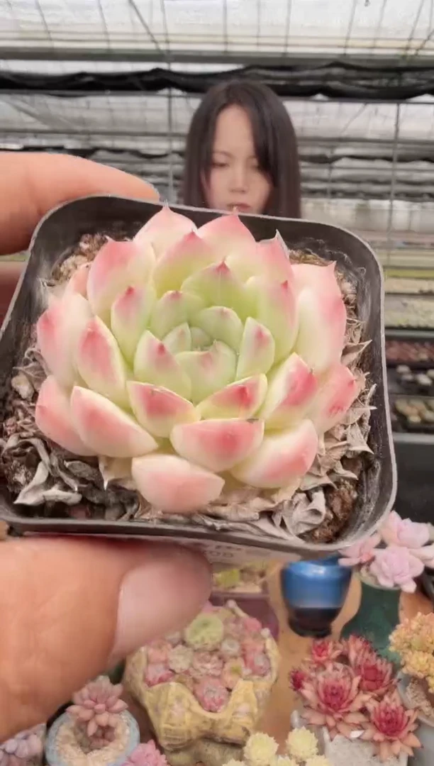 东云多肉园新款-208