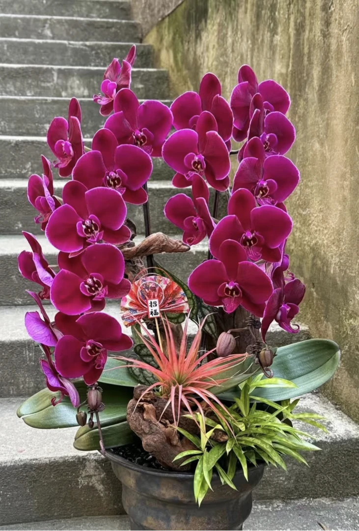 大花型【红玫瑰】3.0蝴蝶兰带剑，红丝绒质感品质很好，不带花包对版