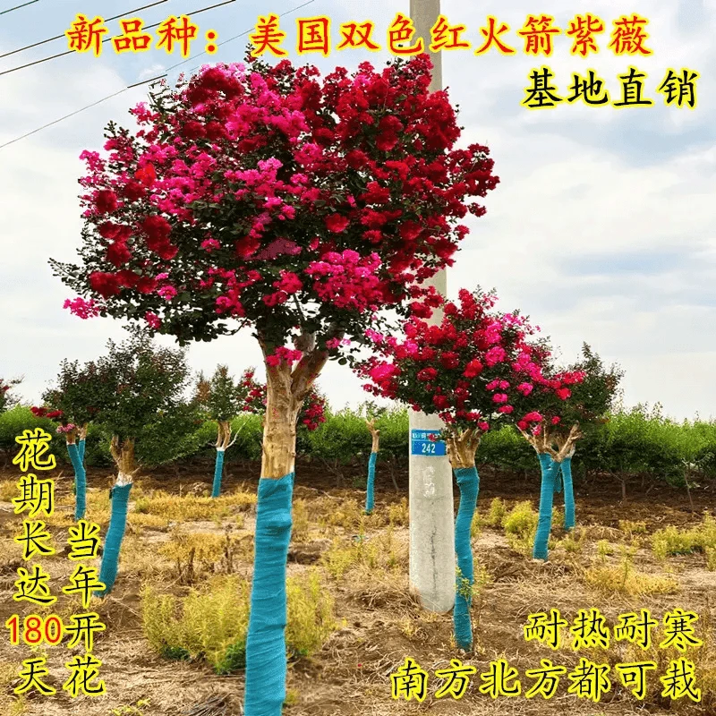 基地销售红花紫薇树苗 百日红 紫薇花树苗 园林绿化苗木 小叶紫薇