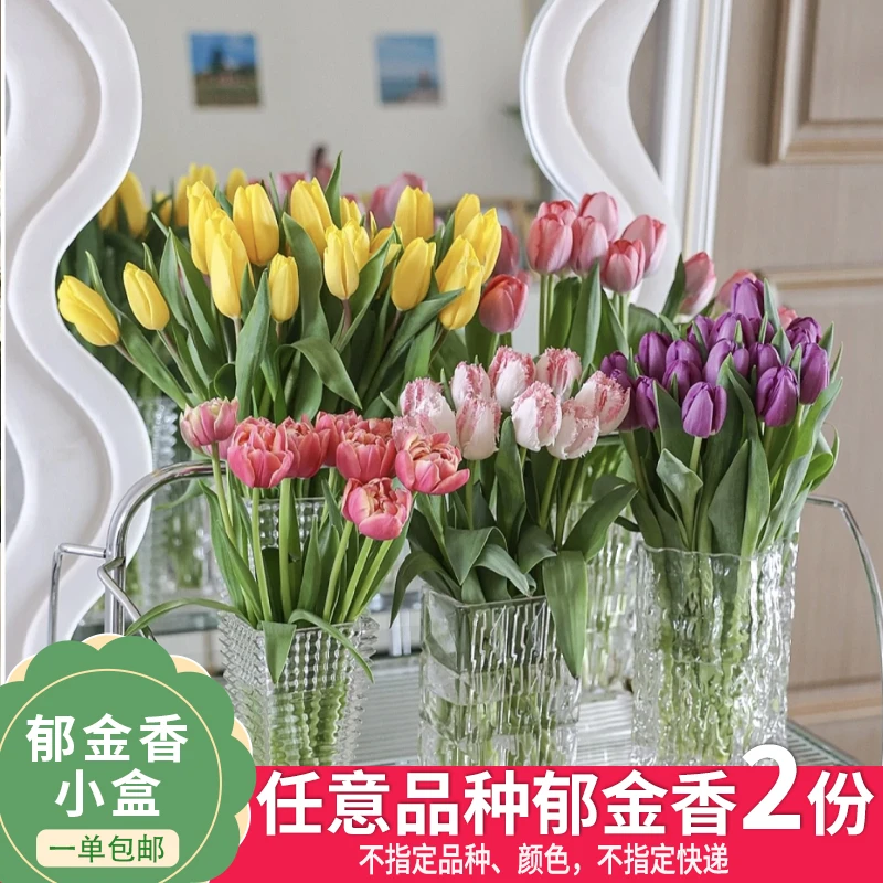 【云舍花卉】【不指定快递】一单包邮郁金香小盒【任意三份郁金香】