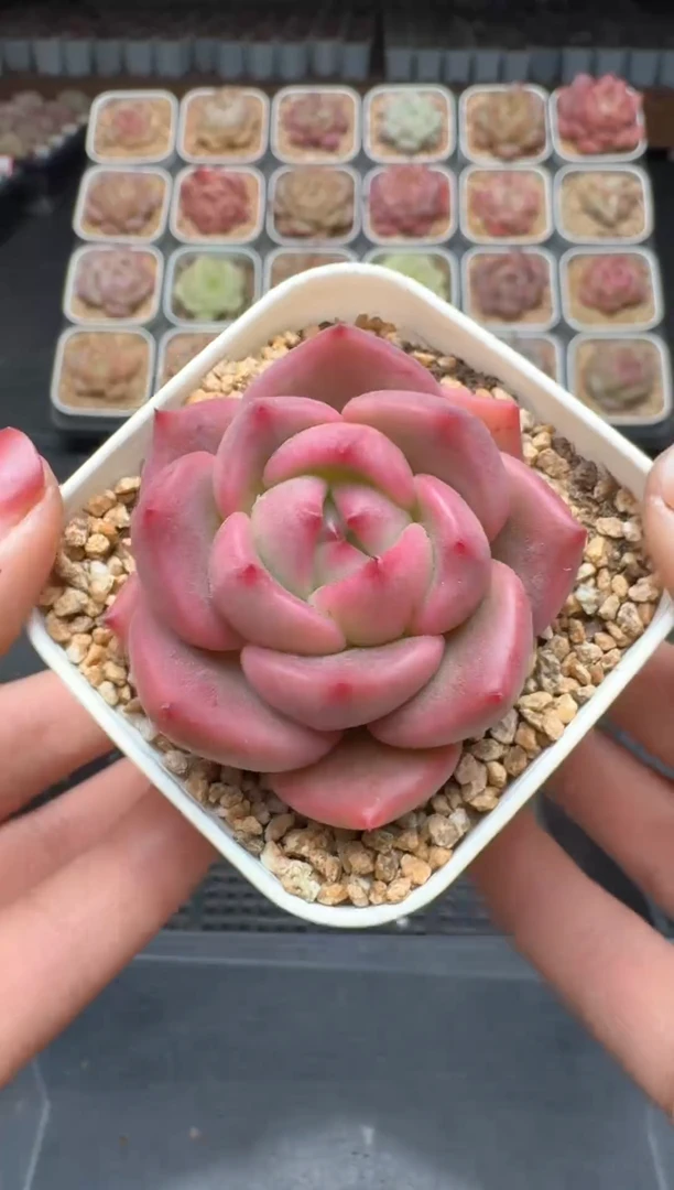 【闪购商品】3单包邮珍妮多肉一物一拍447