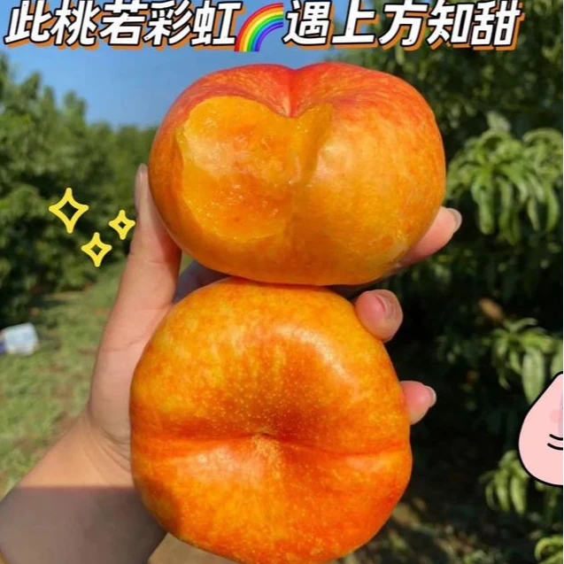 京东快递山东蒙阴现摘现发彩虹蟠桃现摘现发果香浓郁孕妇儿童