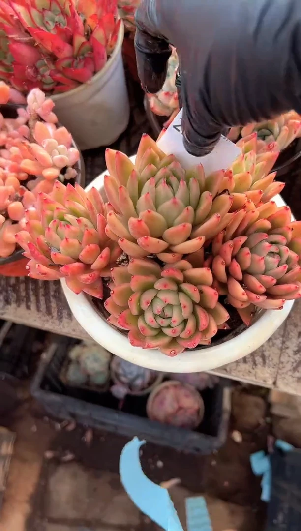 任*多肉植物一物一拍27363