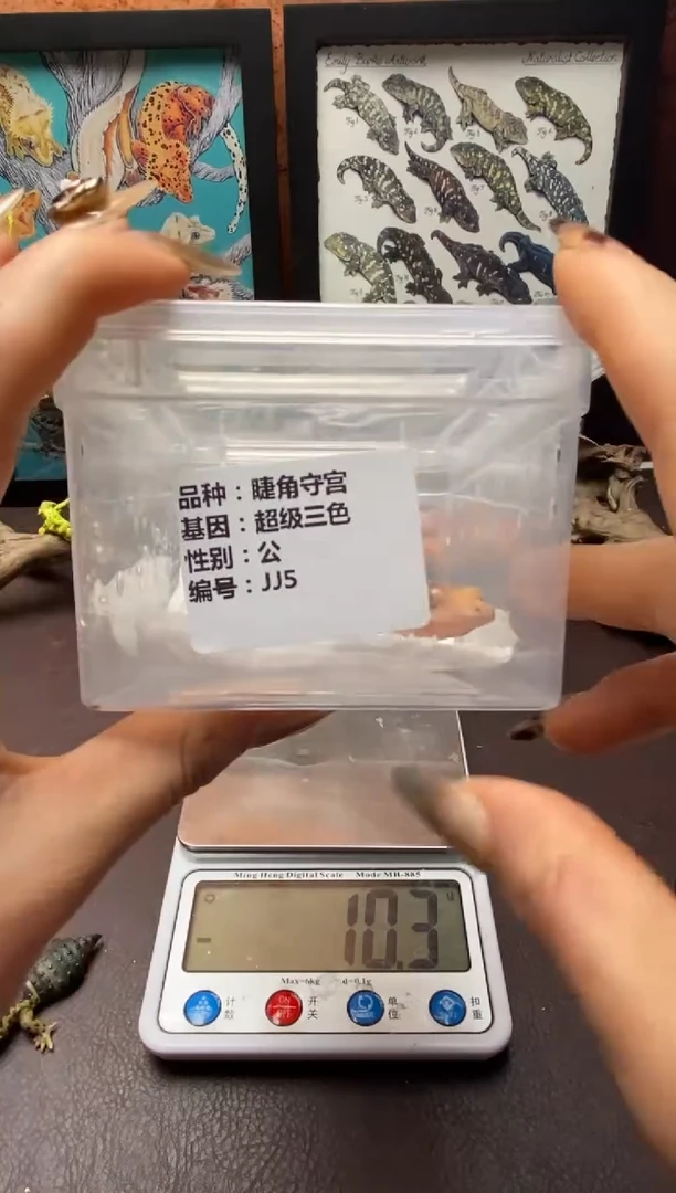 豹纹守宫 鳞与尾 Scale Tail 爬宠JJ5