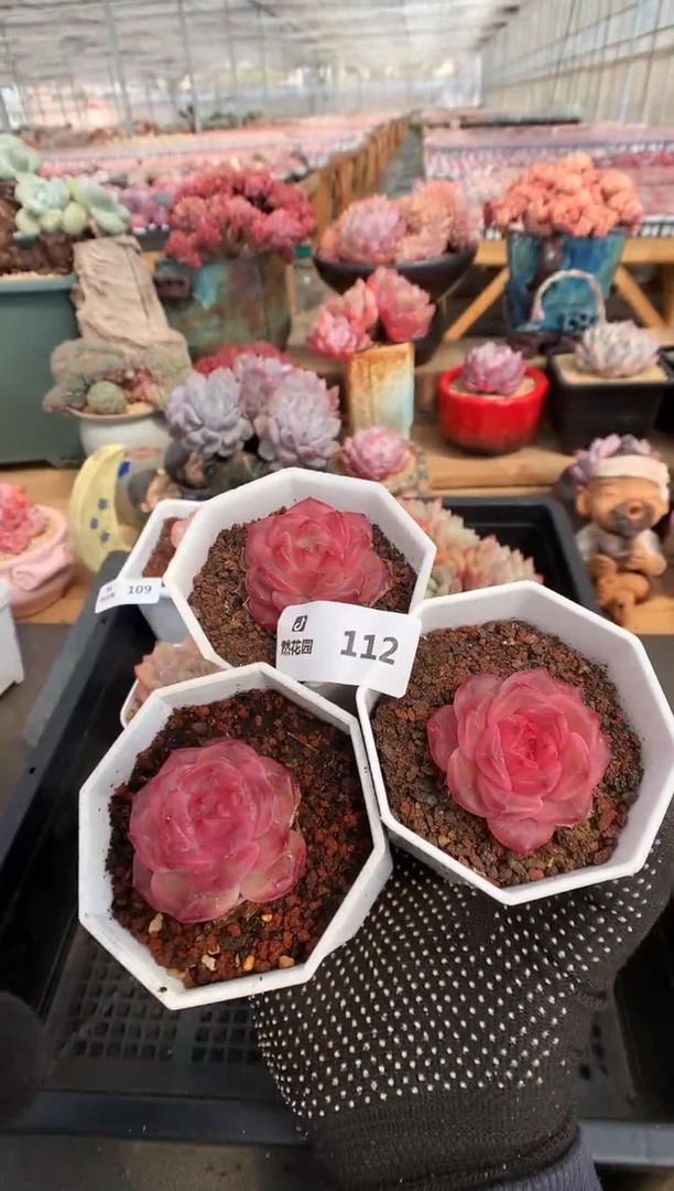 【闪购商品】112琥珀三棵一物一拍