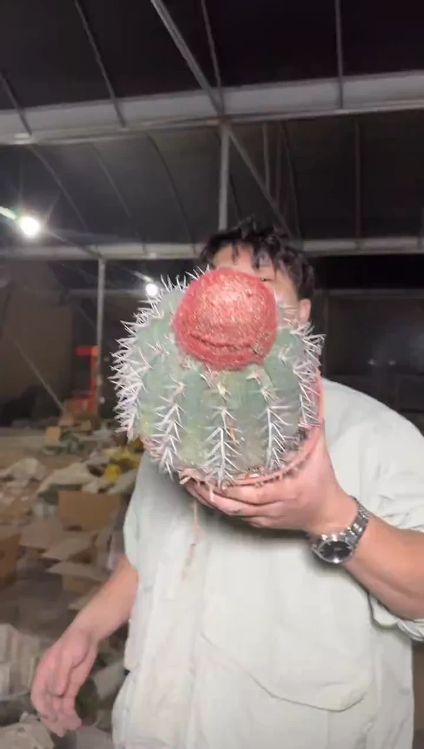 实生根 大锦云【带云顶】15-20cm