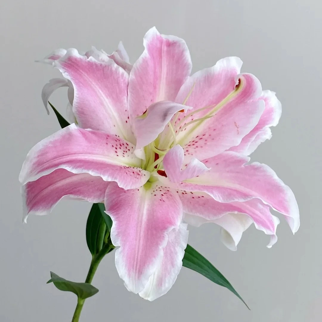 【大聪明卖花】魔法公主 重瓣百合任意两单升级顺丰冷链或德邦快递