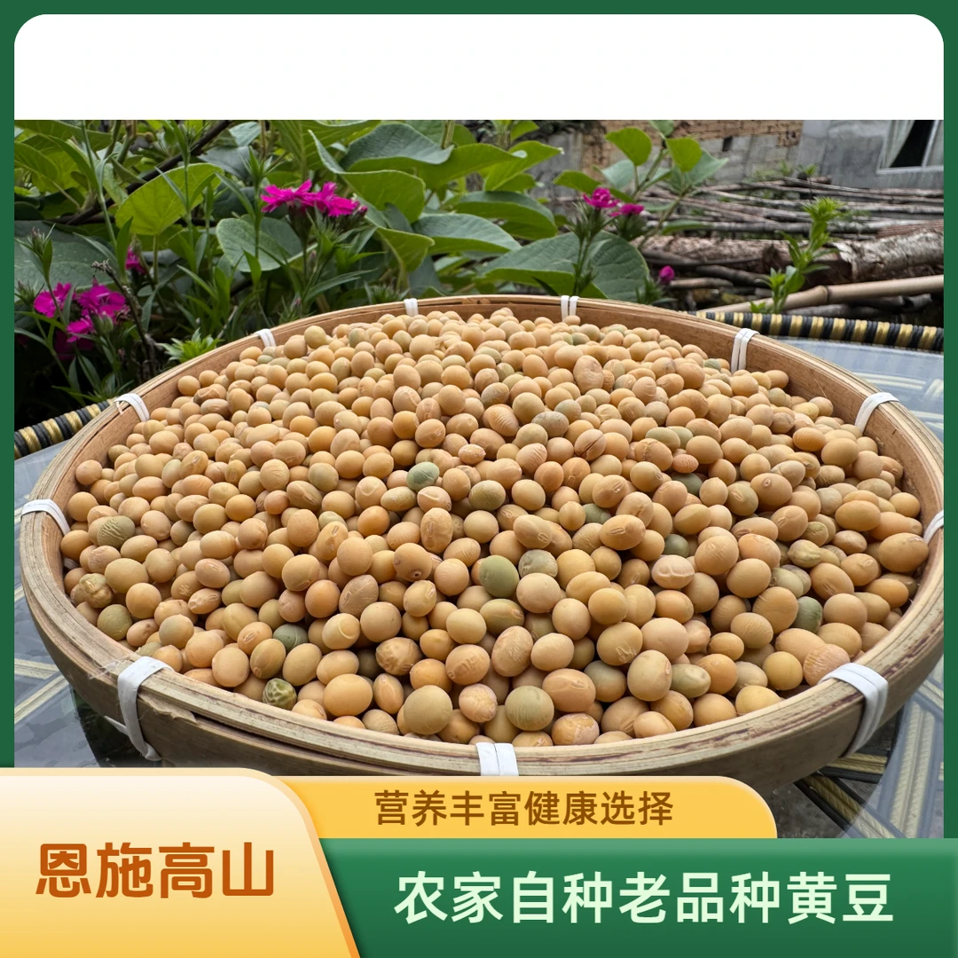 恩施高山种植非转基因老品种黄豆可打豆浆