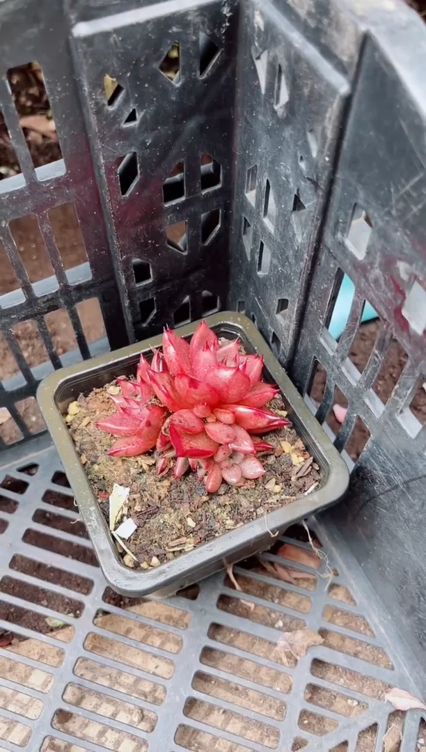 ?****?05144多肉植物一物一拍