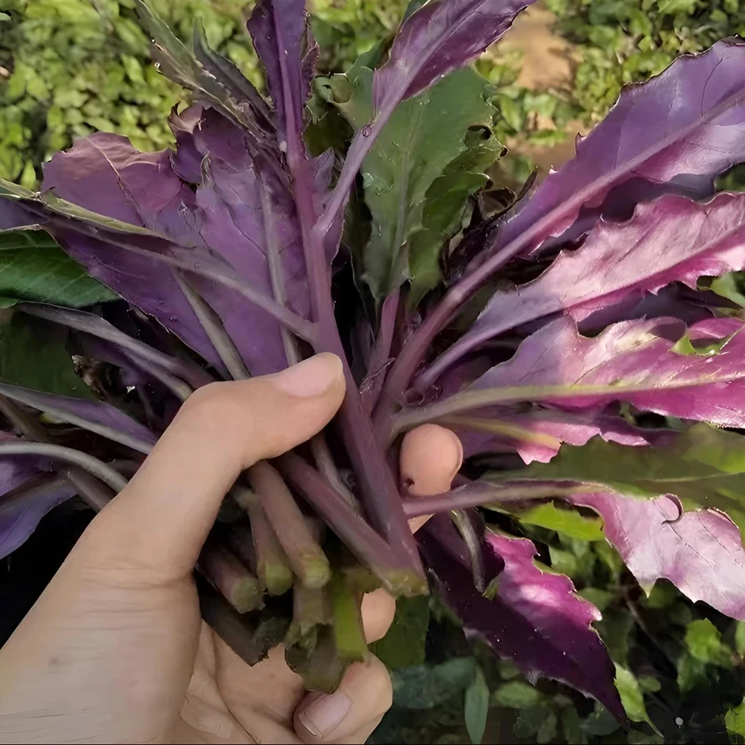 【血皮菜种子】血皮菜紫背菜种子四季夏季春季简单
