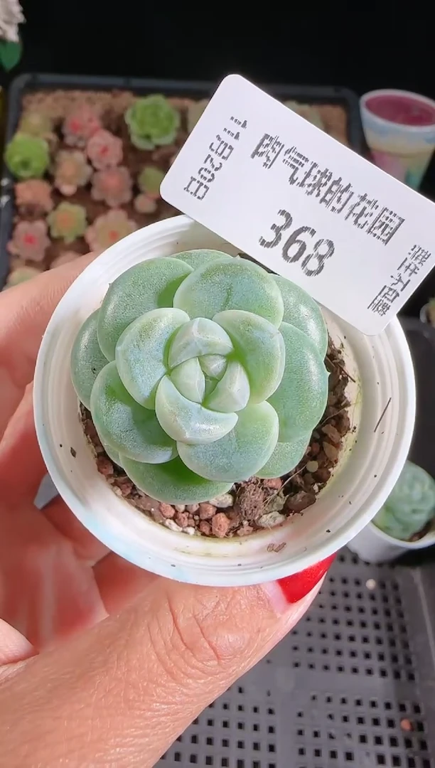 1120-368云璃群生不包整