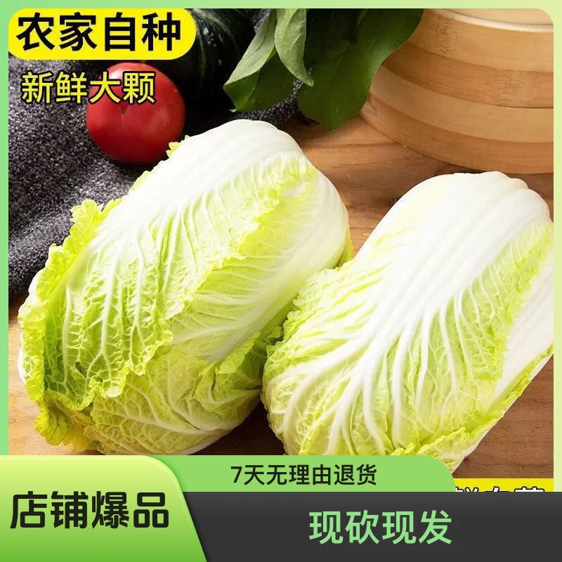 （霜白菜）8.5—9.5斤农家自种嫩脆甘甜现砍现发火锅蔬菜