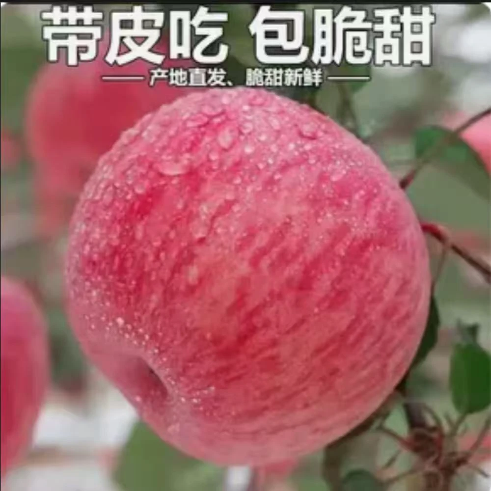当季新鲜红富士苹果皮薄肉厚脆甜可口新鲜水果X
