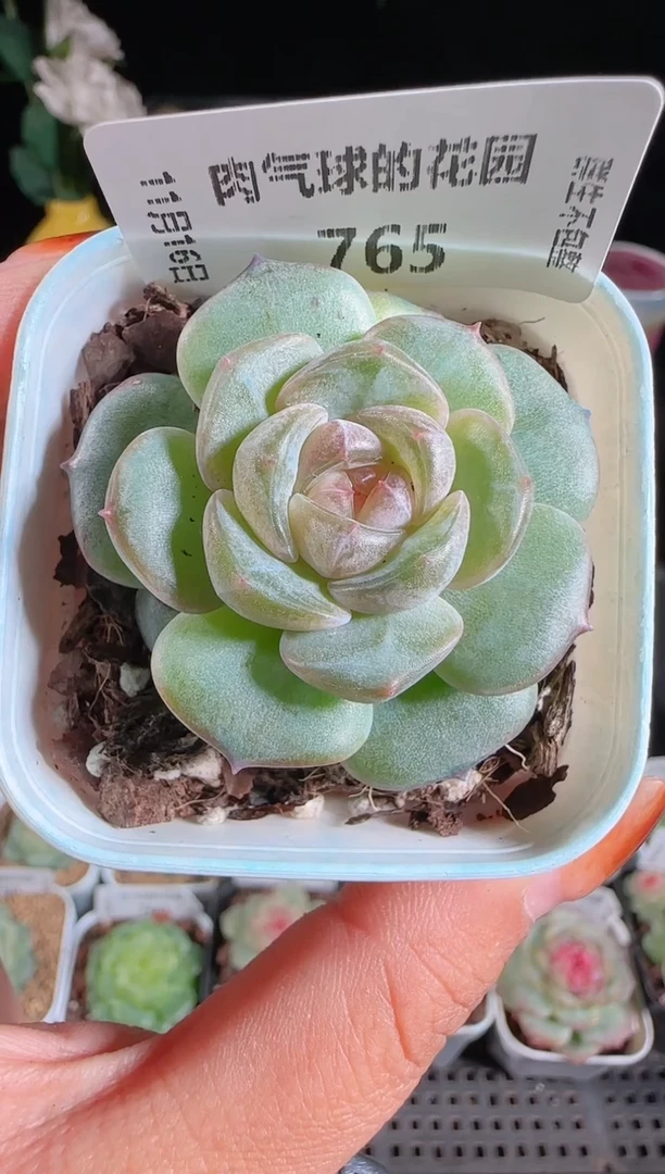 1116-765暗香群生不包整